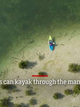 mangroves uai