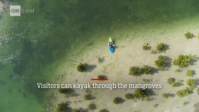 mangroves